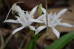 Pancratium triflorum